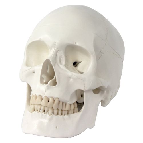 Crâne humain male de grandeur naturelle - Modèle médical