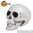 Une Tête de mort crâne anatomique taille réel